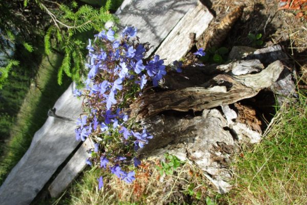 Blumen
Holz
Sommer
In die Mahder
Natur